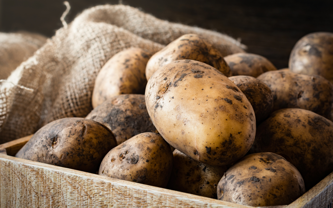 Kroppkakans historia – så fick potatisen sin självklara plats