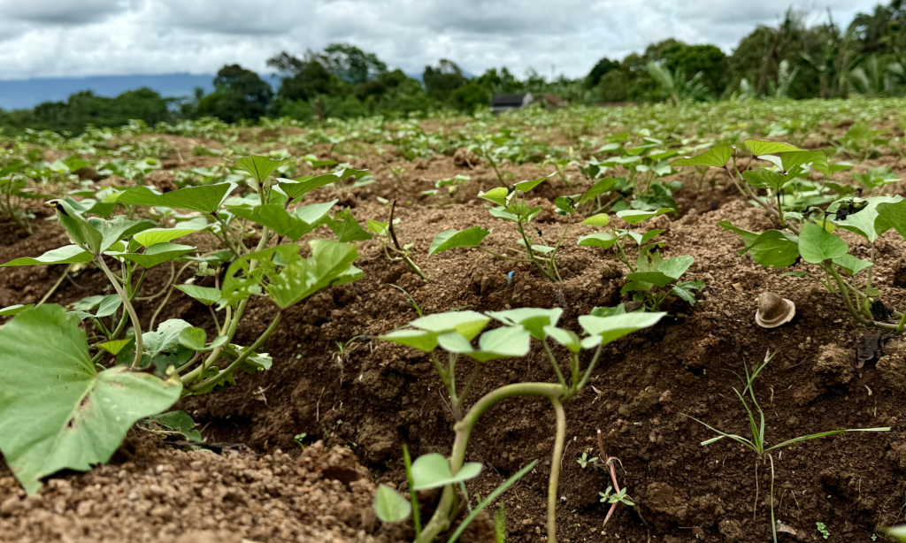 Potatisodling som lade grunden för kroppkakans historia i Sverige